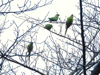 ワカケホンセイインコ 平和の森公園、妙正寺川 2024年2月23日(金)