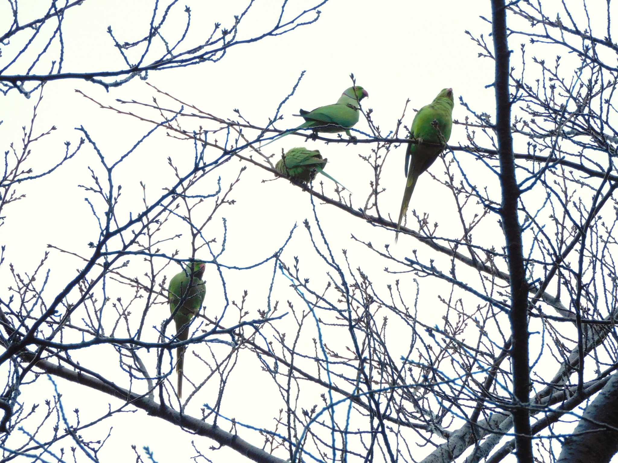 Indian Rose-necked Parakeet