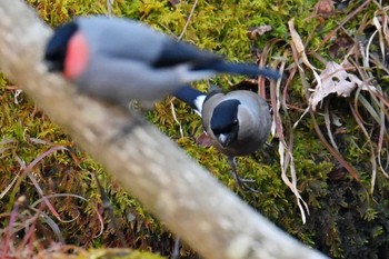 ウソ 丸火自然公園 2024年2月12日(月)