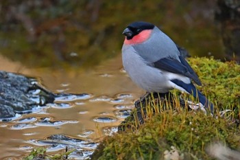 ウソ 丸火自然公園 2024年2月12日(月)