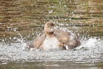 Little Grebe 八景水谷公園 Tue, 2/20/2024