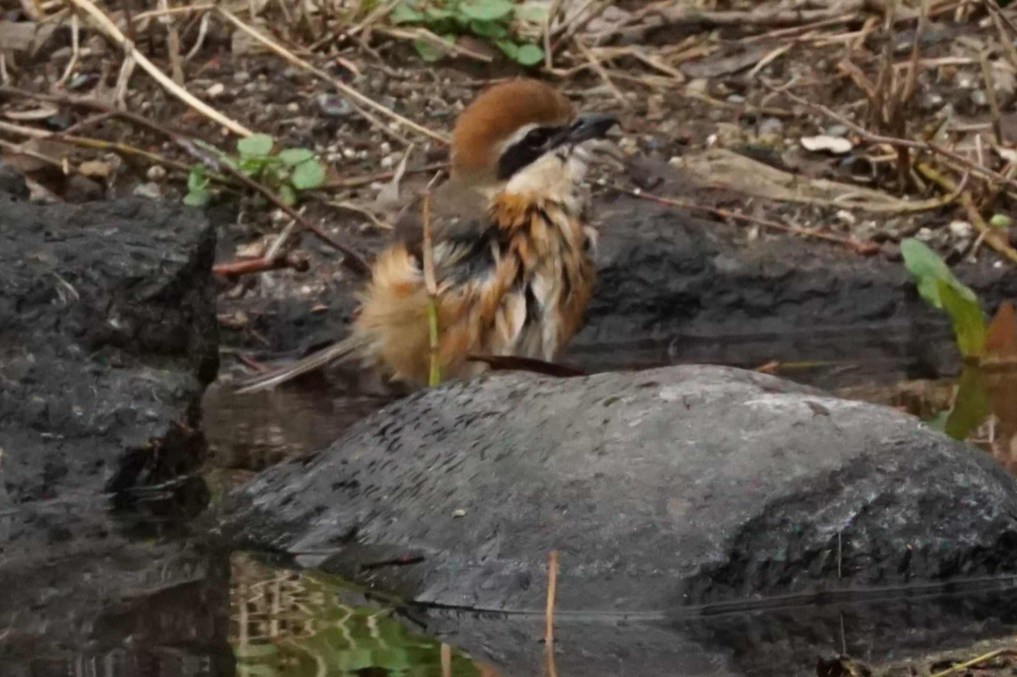 Bull-headed Shrike