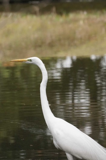 Great Egret 八景水谷公園 Tue, 2/20/2024