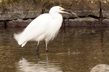 Little Egret 八景水谷公園 Tue, 2/20/2024