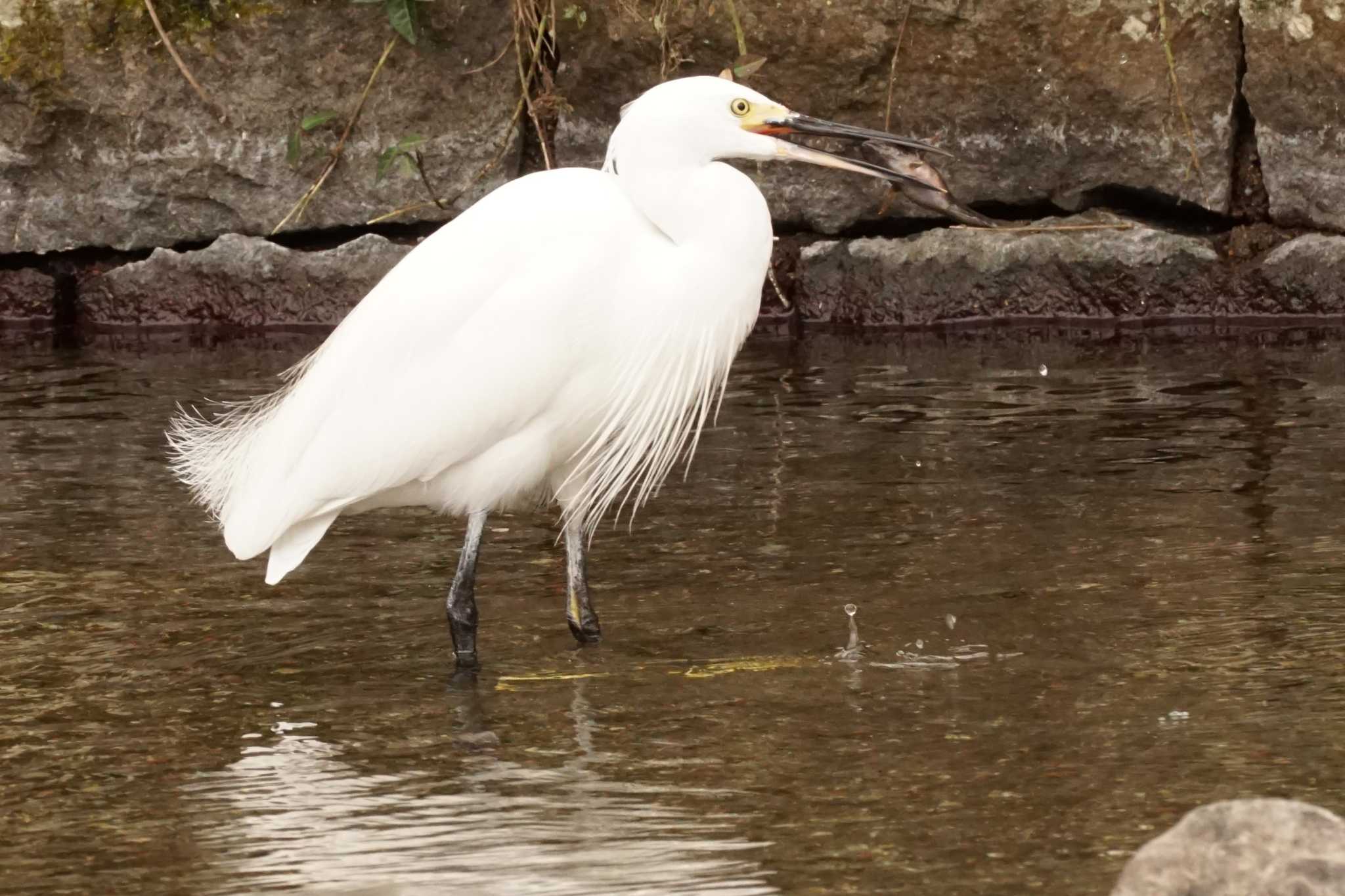 Photo of Little Egret at 八景水谷公園 by Joh