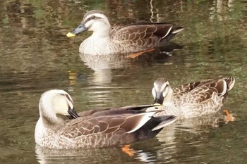 Eastern Spot-billed Duck 八景水谷公園 Tue, 2/20/2024