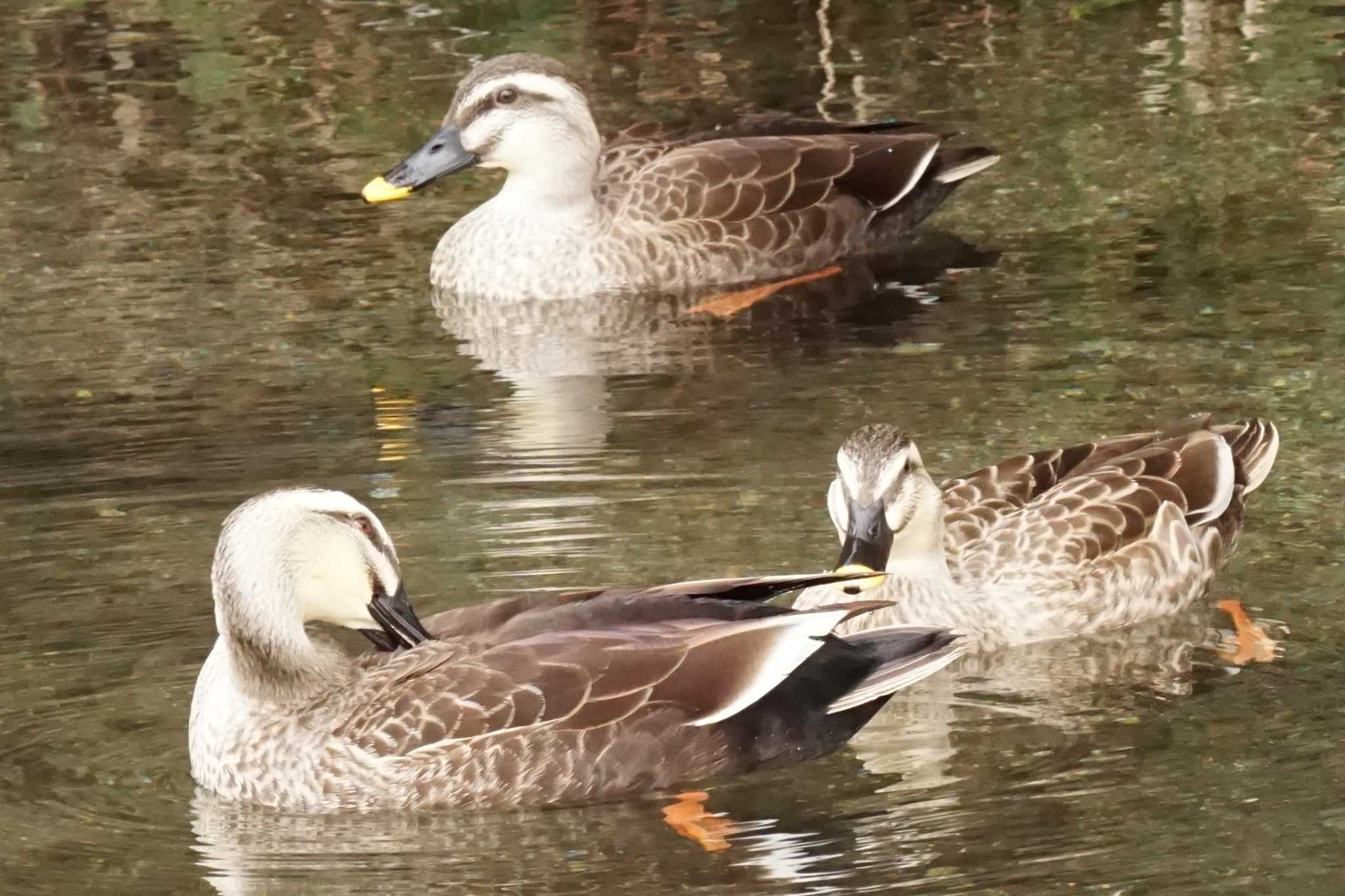 Photo of Eastern Spot-billed Duck at 八景水谷公園 by Joh