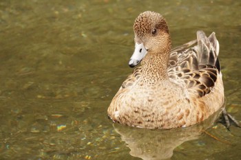 ヒドリガモ 八景水谷公園 2024年2月20日(火)