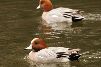 ヒドリガモ 八景水谷公園 2024年2月20日(火)