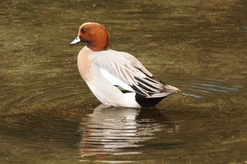 ヒドリガモ 八景水谷公園 2024年2月20日(火)