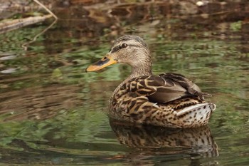 Unknown Species 八景水谷公園 Tue, 2/20/2024