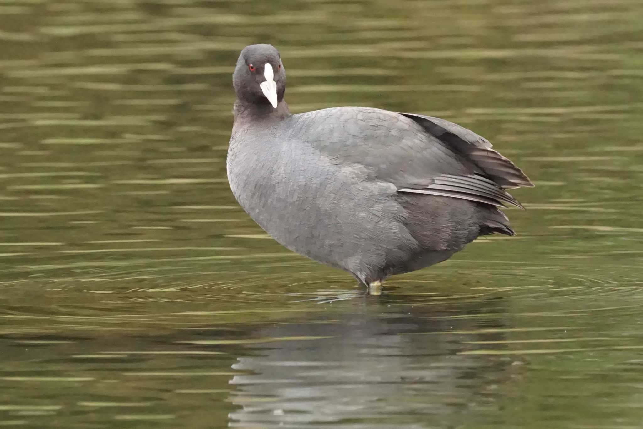 Photo of Eurasian Coot at 八景水谷公園 by Joh