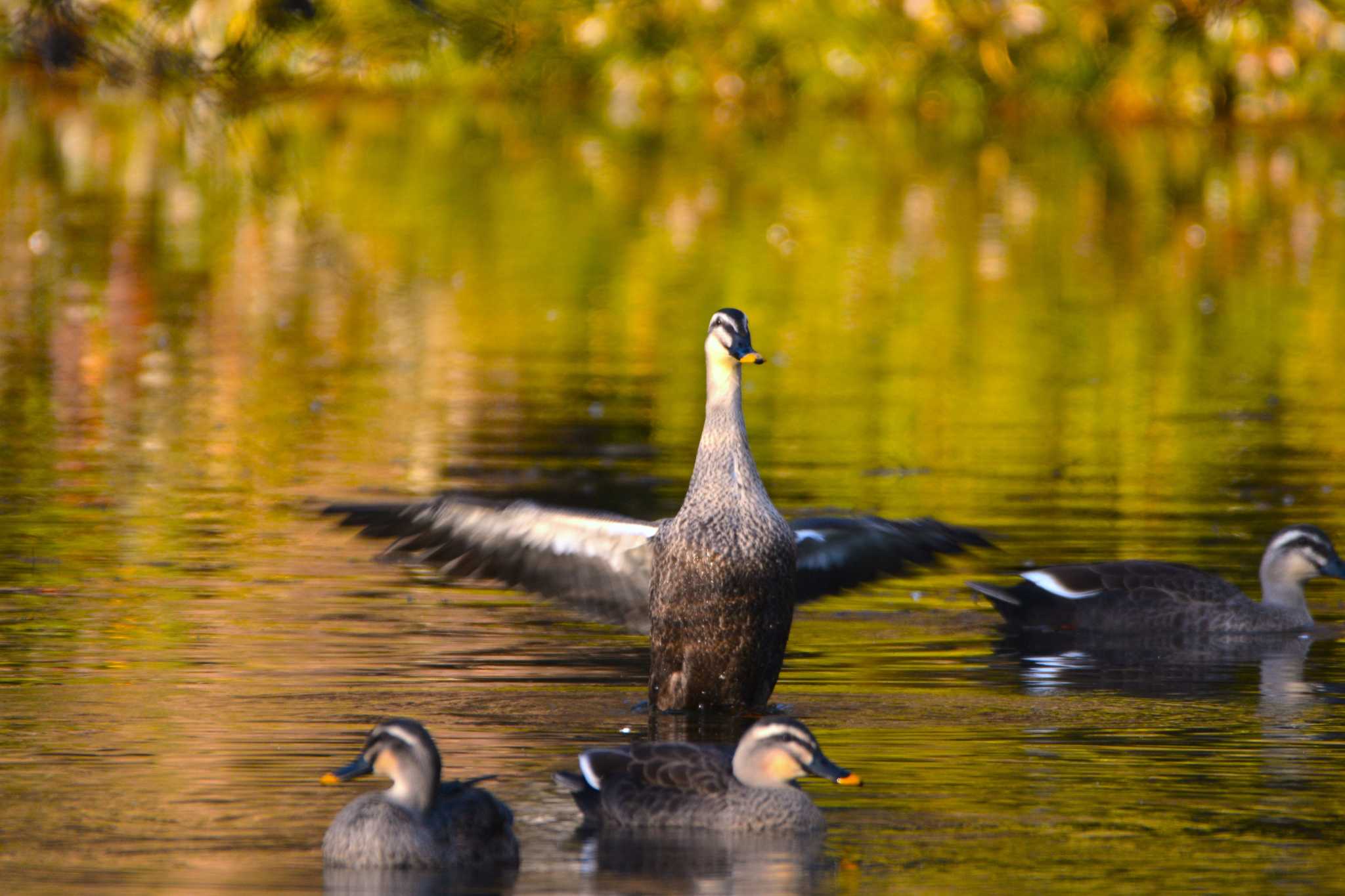 Photo of Eastern Spot-billed Duck at 神代植物公園 by geto