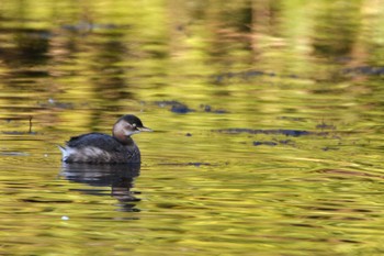 Little Grebe 神代植物公園 Sun, 2/18/2024