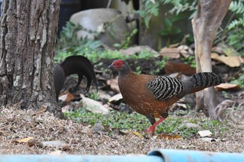 Siamese Fireback Phu Khiao Wildlife Sanctuary Tue, 2/11/2020