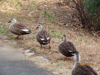 カルガモ 葛西臨海公園 2024年2月15日(木)