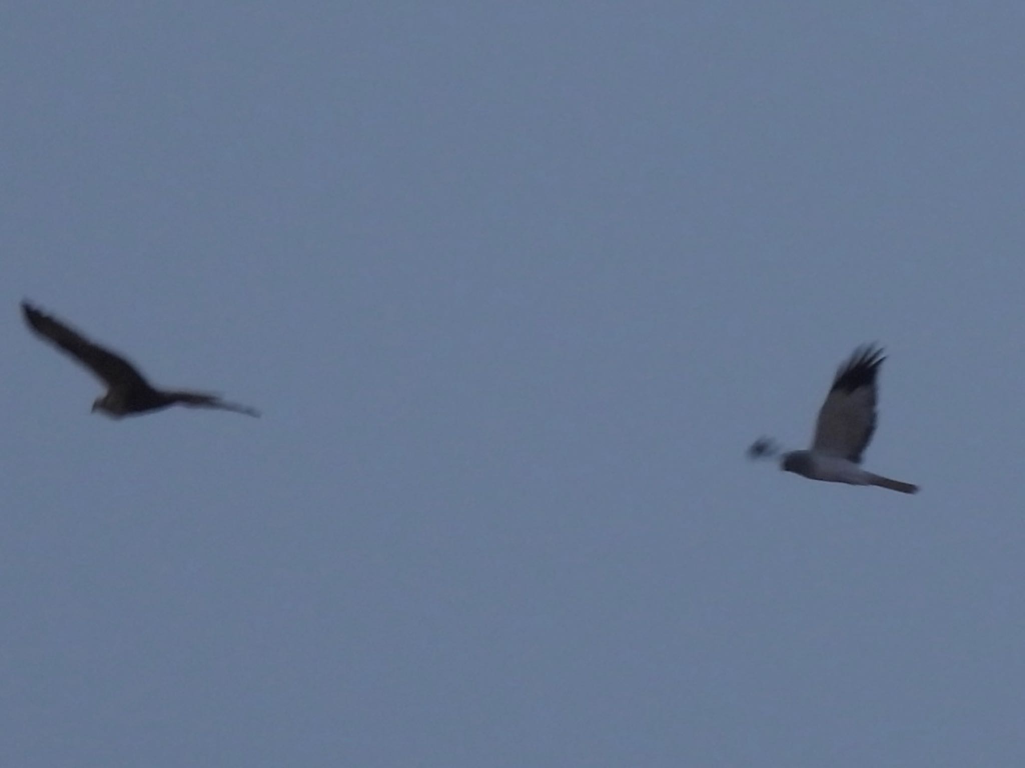 Hen Harrier