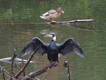 Great Cormorant 姫路市自然観察の森 Thu, 2/22/2024