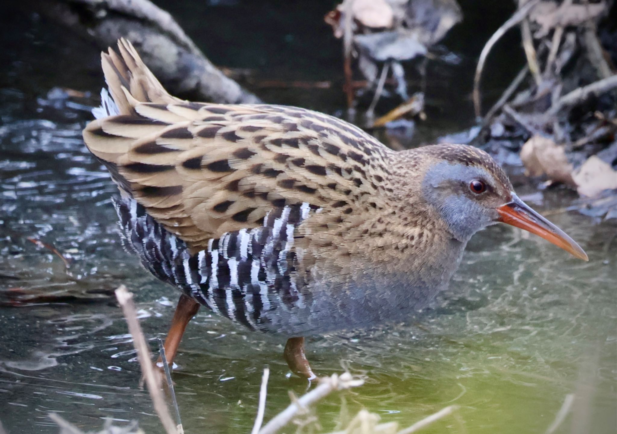 Photo of Brown-cheeked Rail at Teganuma by カバ山PE太郎