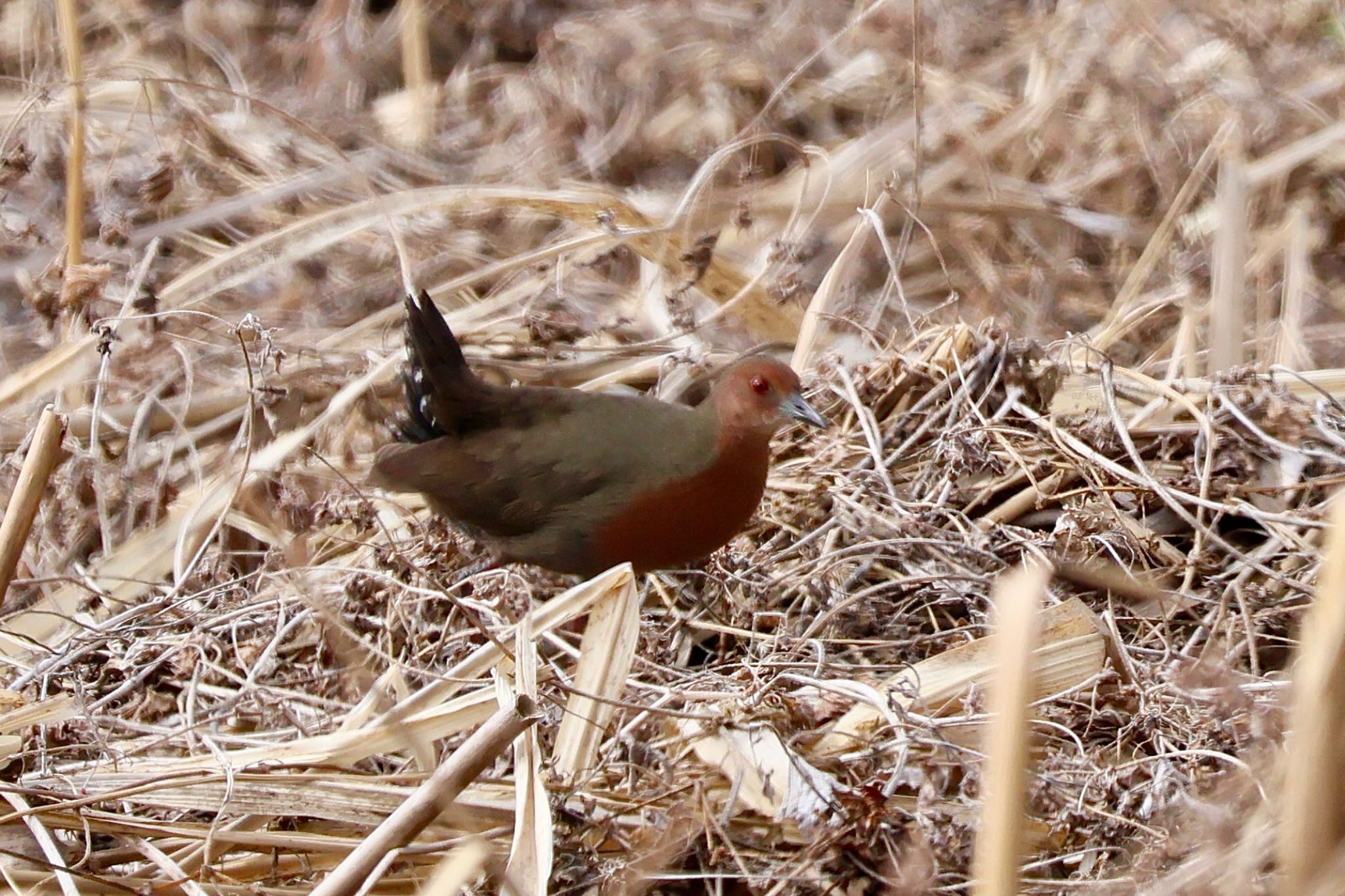 Photo of Ruddy-breasted Crake at Teganuma by カバ山PE太郎