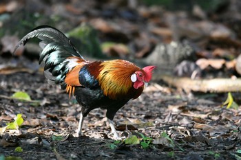 セキショクヤケイ シンガポール植物園 2018年11月11日(日)