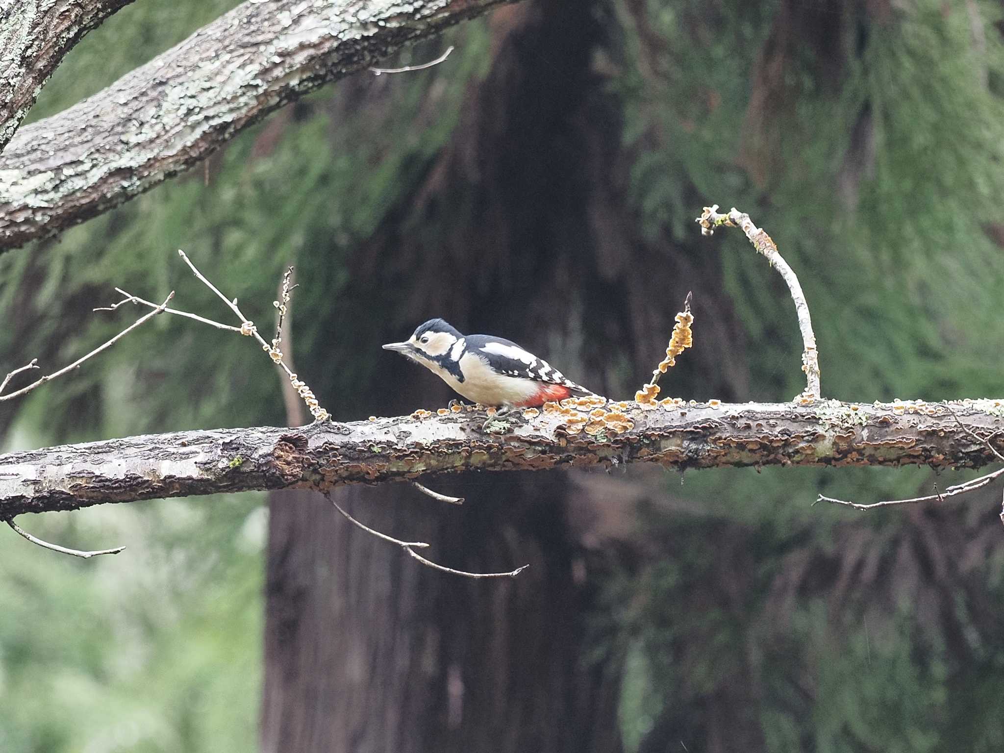 Great Spotted Woodpecker