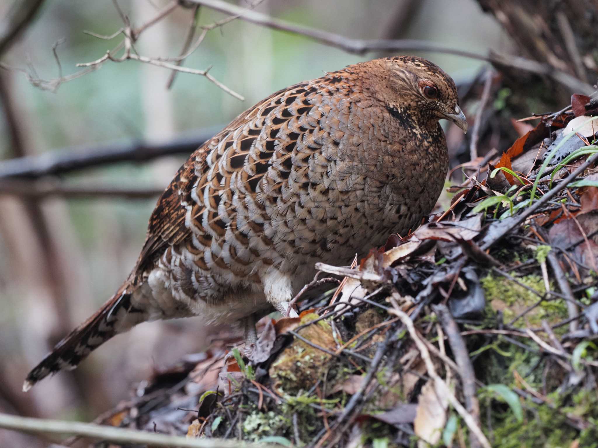 Copper Pheasant