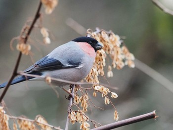 2024年2月23日(金) 百々ヶ峰の野鳥観察記録