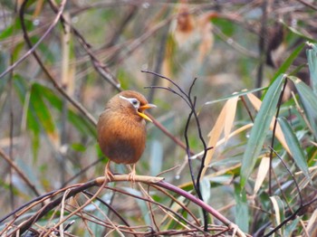 ガビチョウ 秋ヶ瀬公園 2024年2月23日(金)