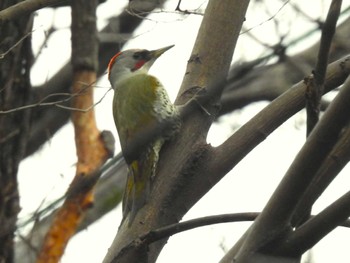 Japanese Green Woodpecker Akigase Park Fri, 2/23/2024