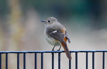 Daurian Redstart Koyaike Park Fri, 2/23/2024