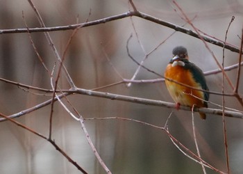 2024年2月23日(金) 城北公園の野鳥観察記録