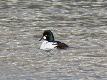 Common Goldeneye 志津川湾 Sat, 2/17/2024