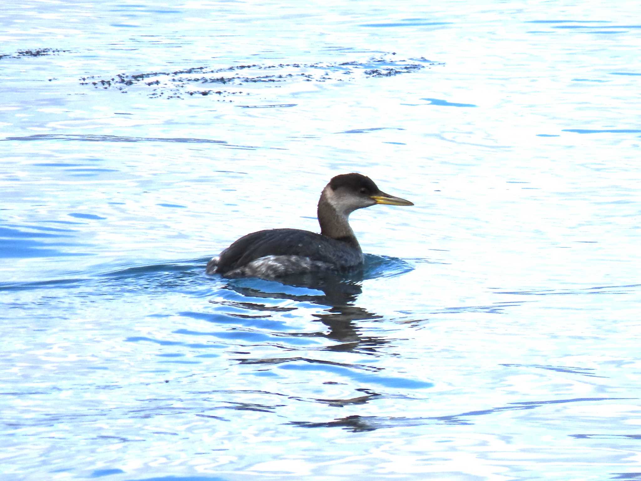 Red-necked Grebe