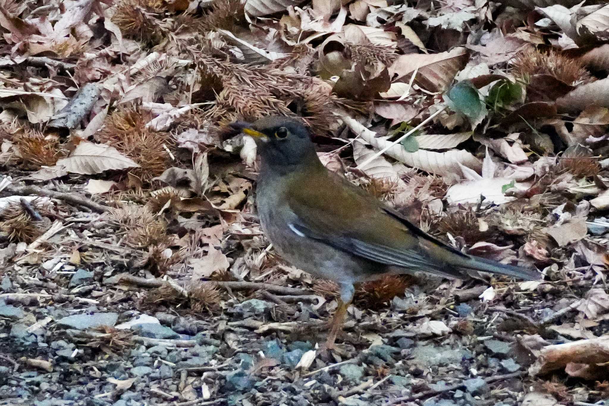 Pale Thrush