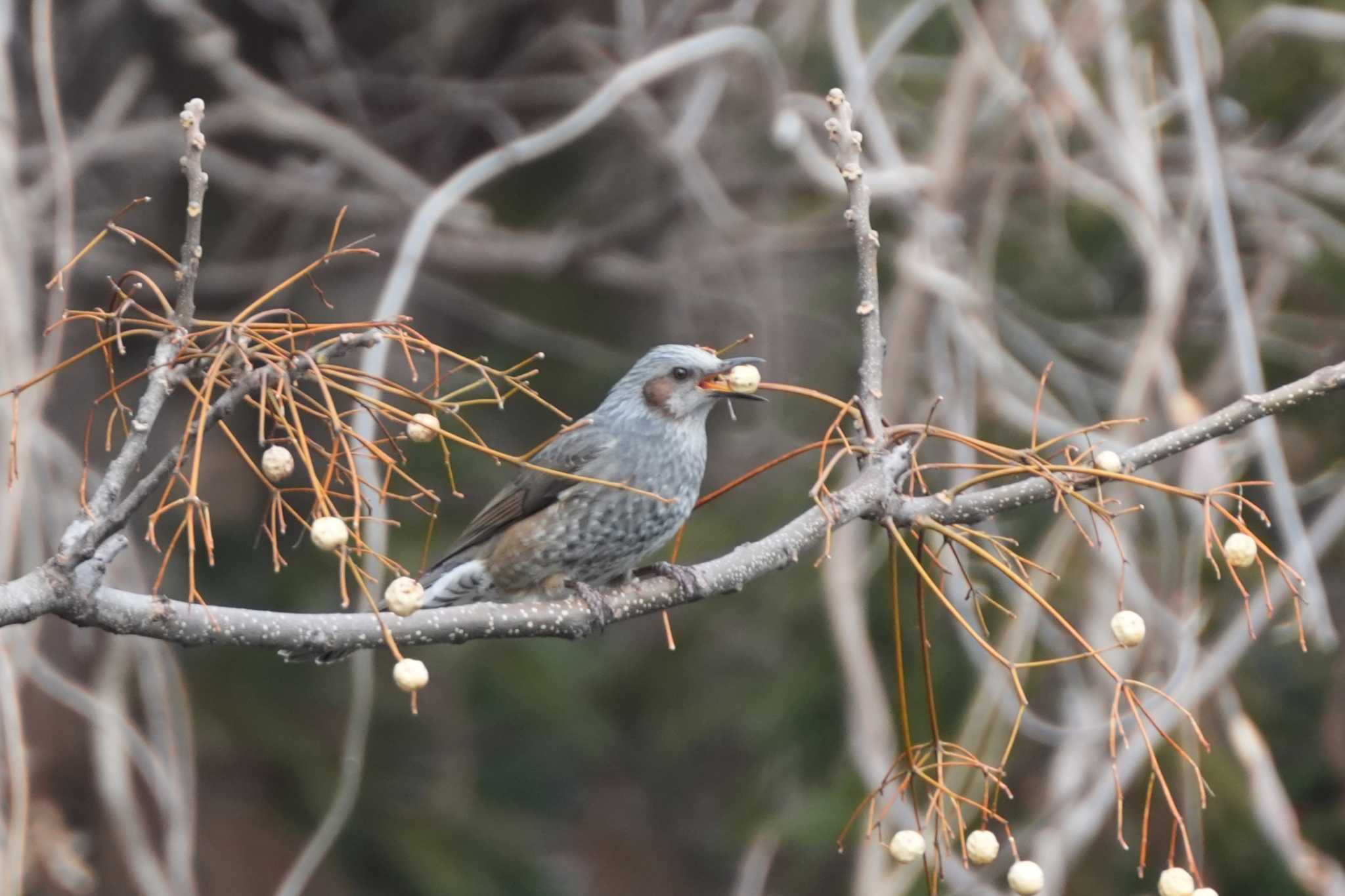 Brown-eared Bulbul