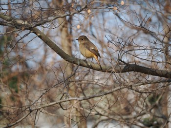 2024年2月3日(土) 水元公園の野鳥観察記録