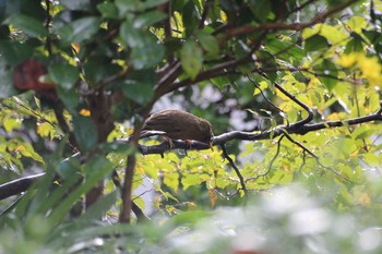 ガビチョウ 静岡県伊東市富戸 2018年11月5日(月)