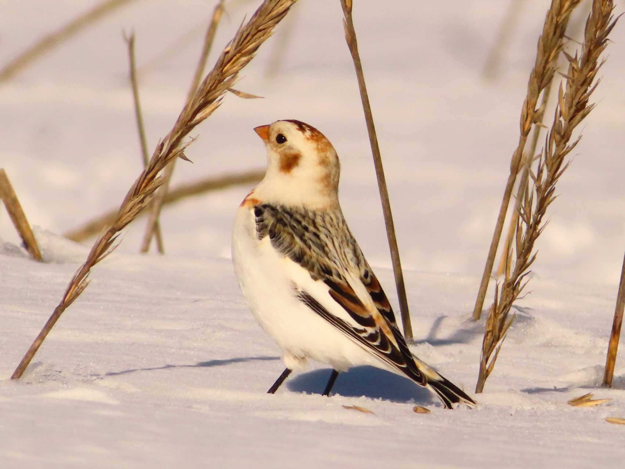 Snow Bunting