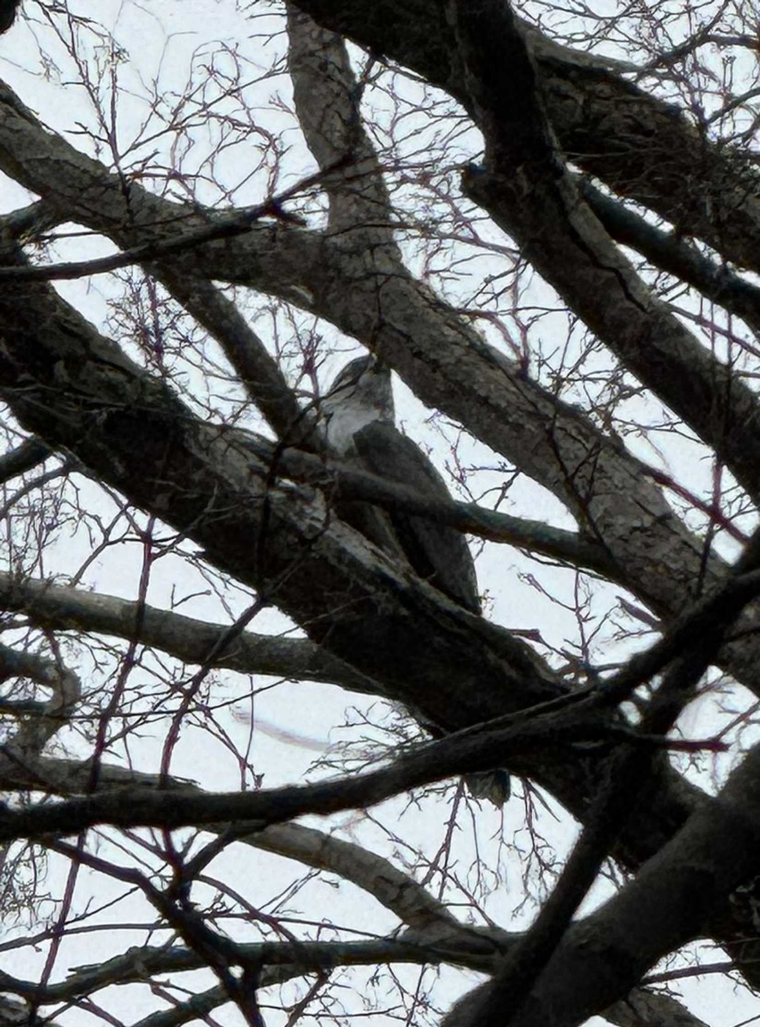 Eurasian Goshawk