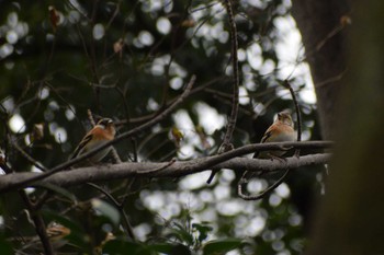 Brambling ＭＦ Sat, 2/17/2024