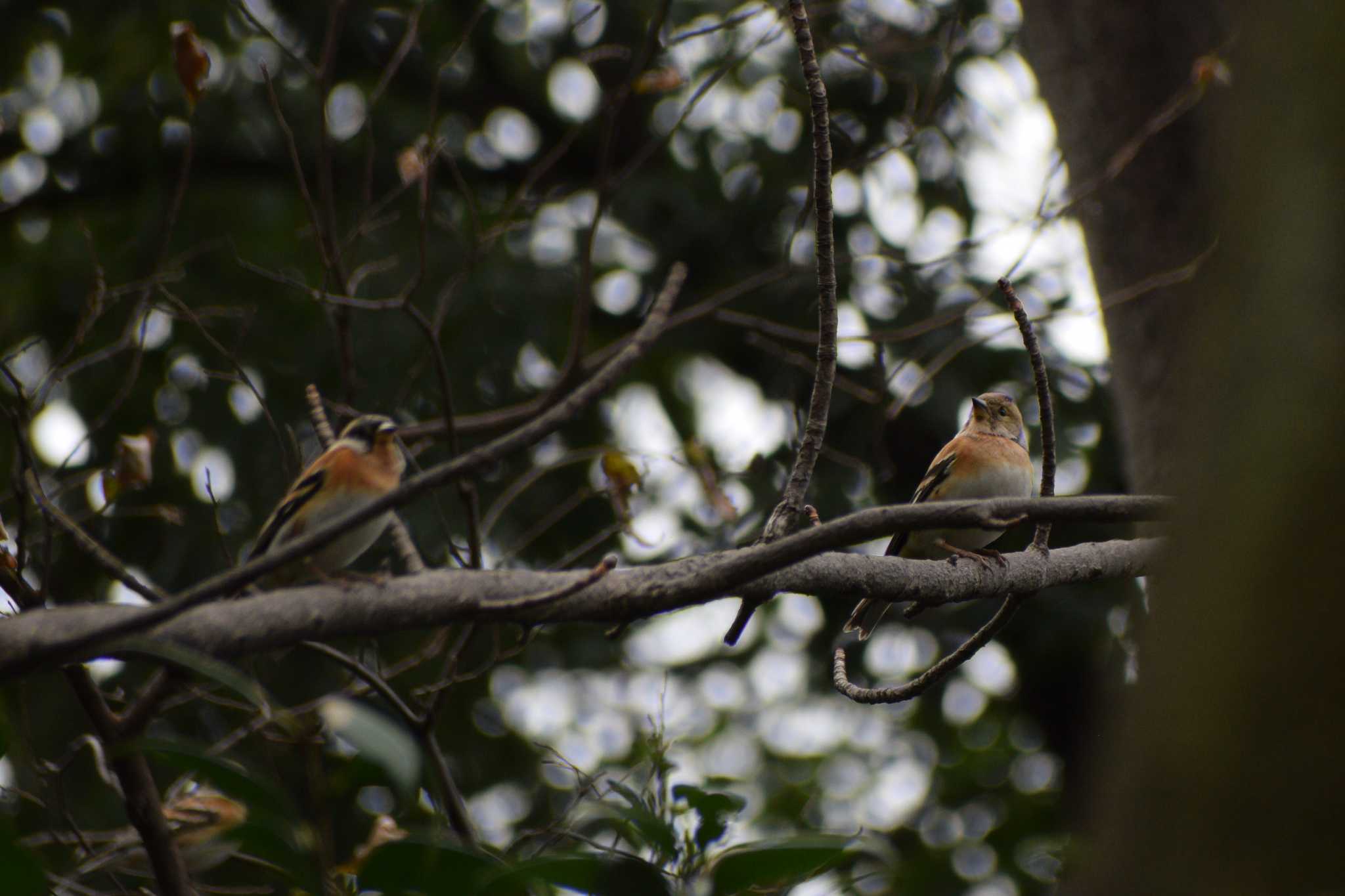 Brambling