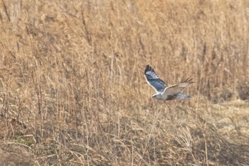 Rough-legged Buzzard 群馬県 Tue, 2/13/2024