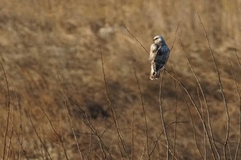 Rough-legged Buzzard 群馬県 Tue, 2/13/2024