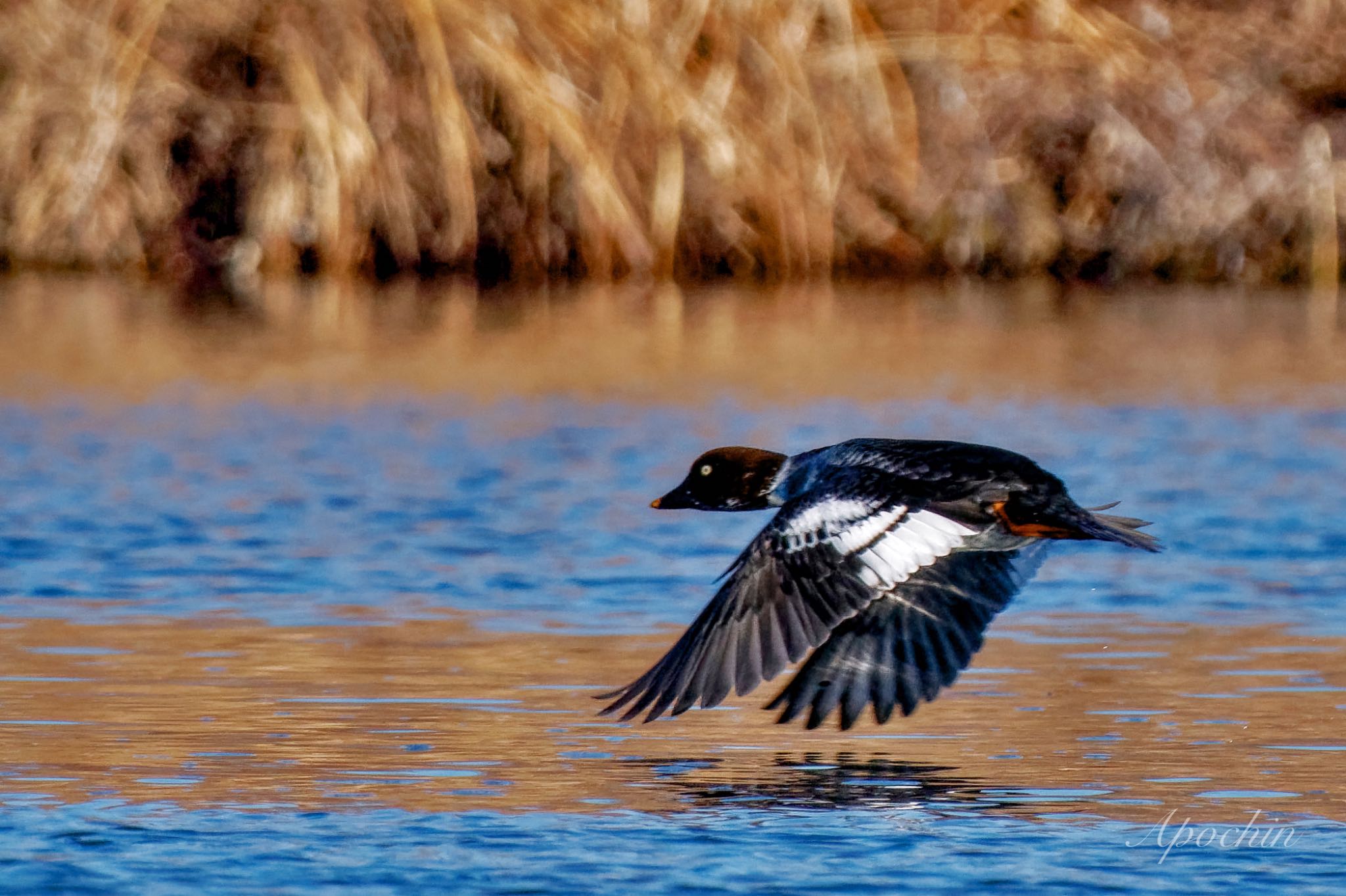 Common Goldeneye