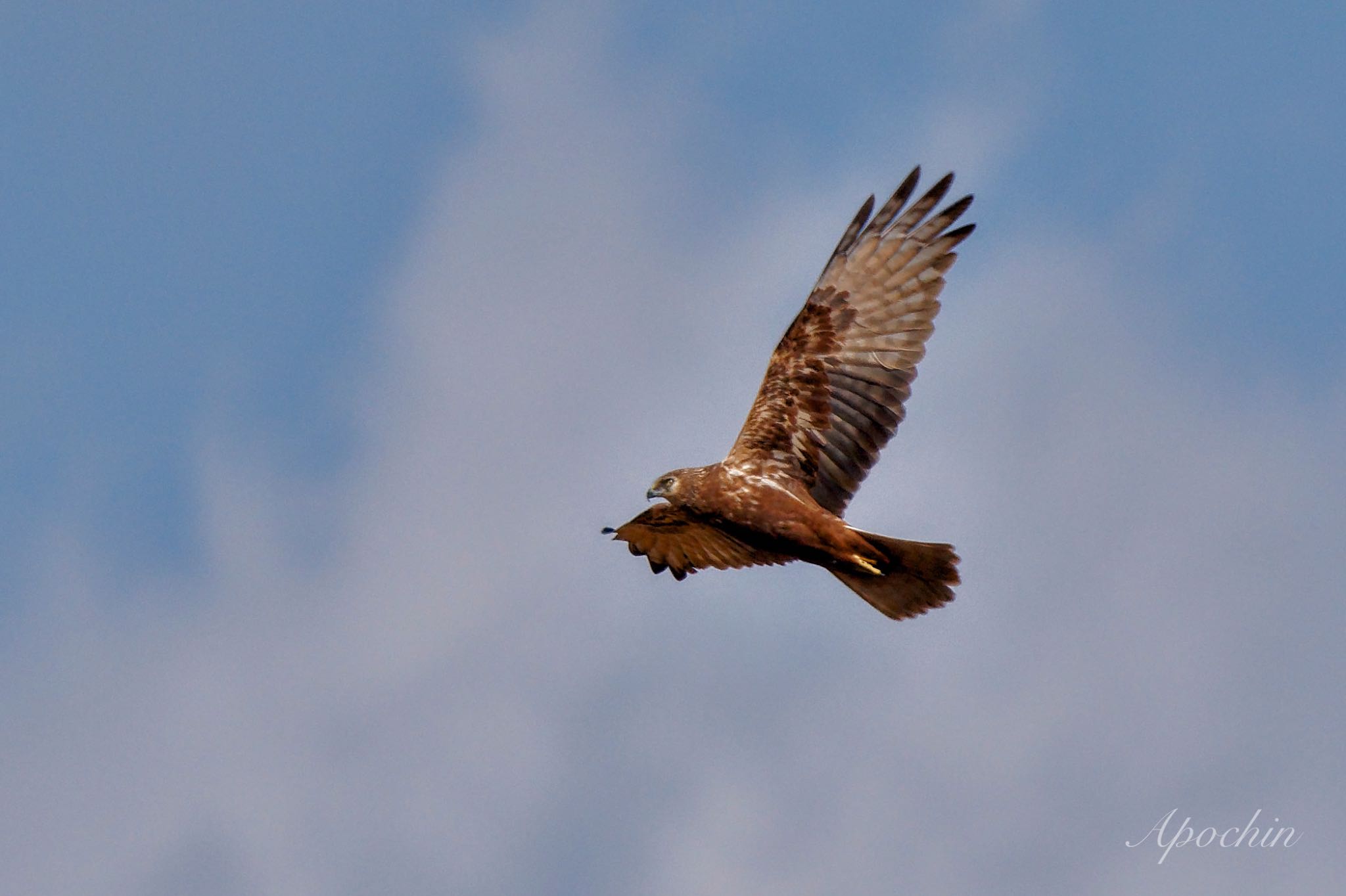 Photo of Eastern Marsh Harrier at 夏目の堰 (八丁堰) by アポちん