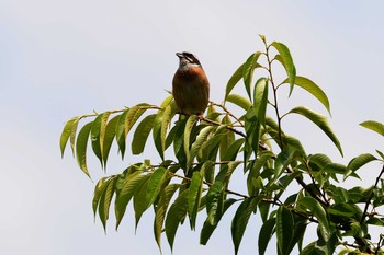 Mon, 6/4/2018 Birding report at 加木屋緑地