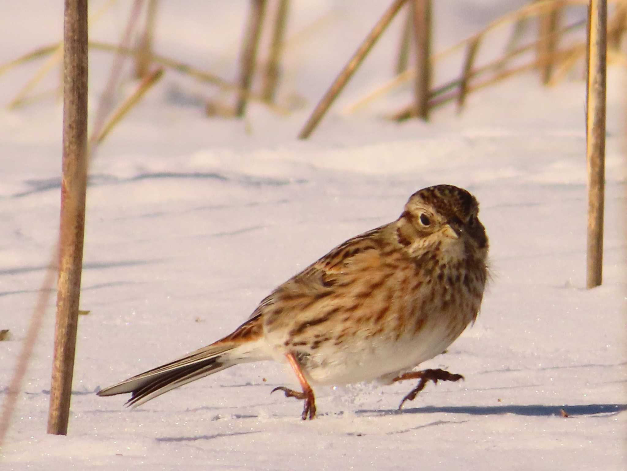 Pine Bunting