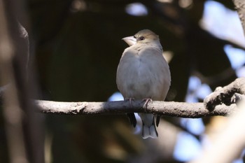 Hawfinch Akigase Park Mon, 2/12/2024