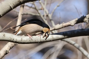 Hawfinch Akigase Park Mon, 2/12/2024